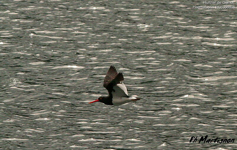 Magellanic Oystercatcher