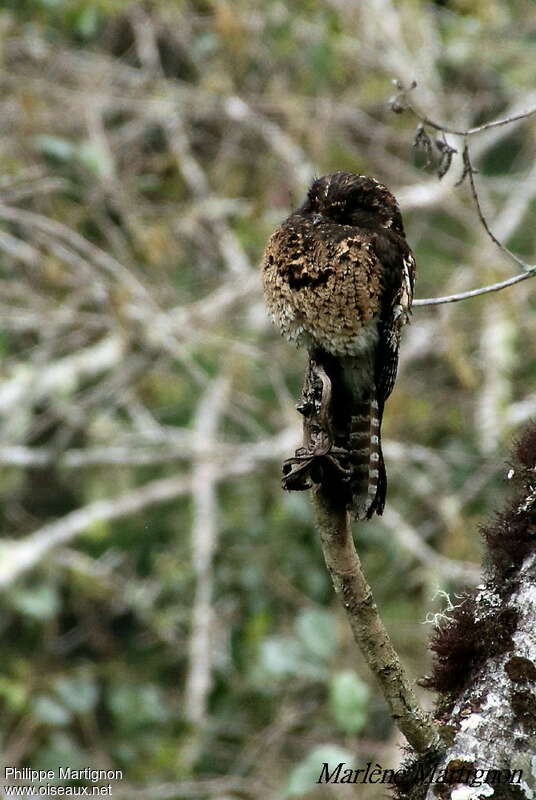 Andean Potooadult, identification