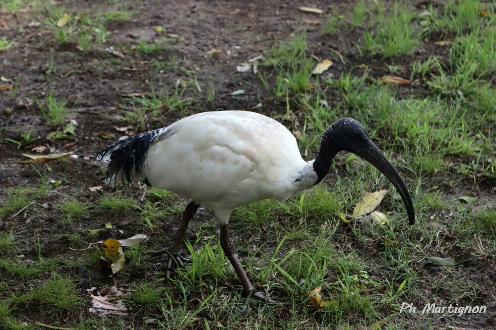 Ibis à cou noir, identification