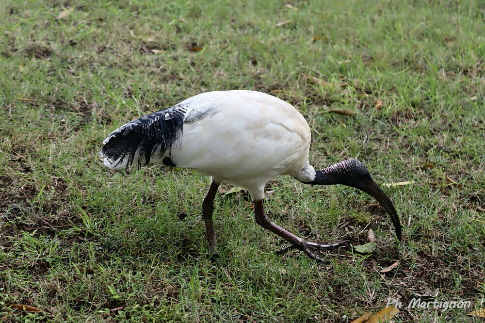 Ibis à cou noir, identification