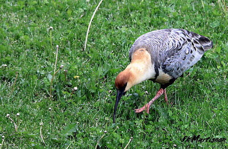 Black-faced Ibis