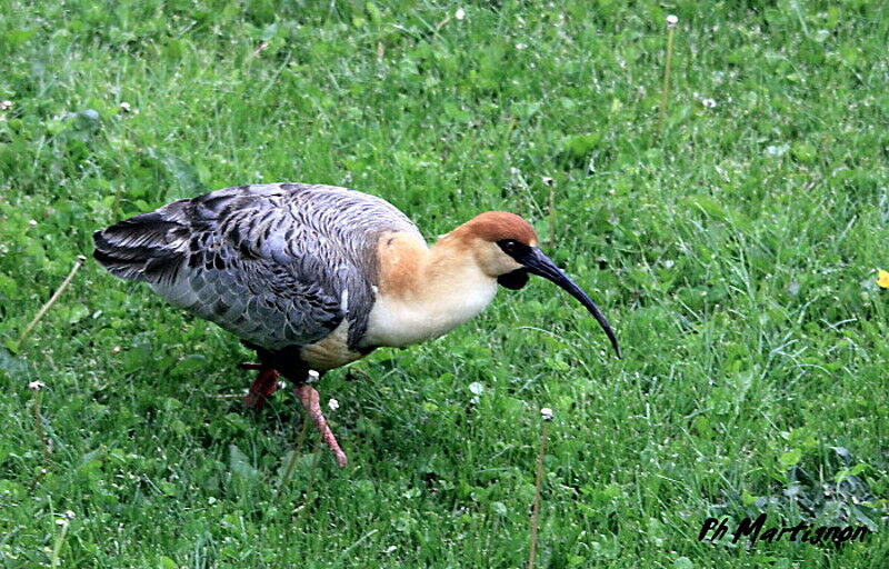 Ibis à face noire