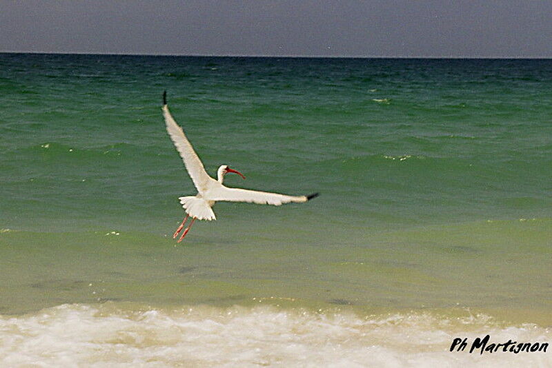 American White Ibis, Flight