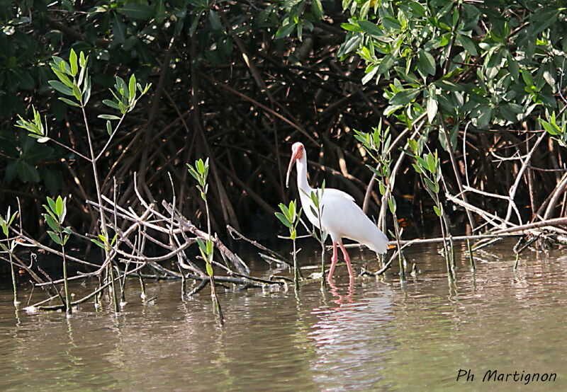 American White Ibis, identification