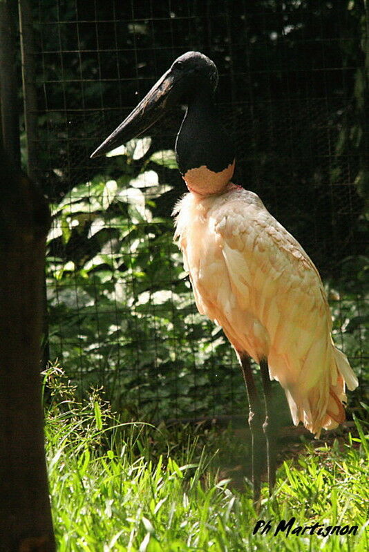 Jabiru d'Amérique