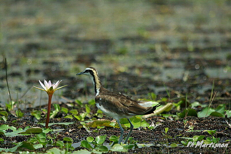 Jacana à longue queue, identification