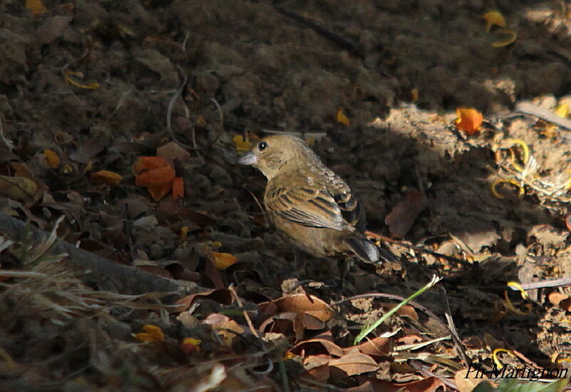 Blue-black Grassquit female, identification