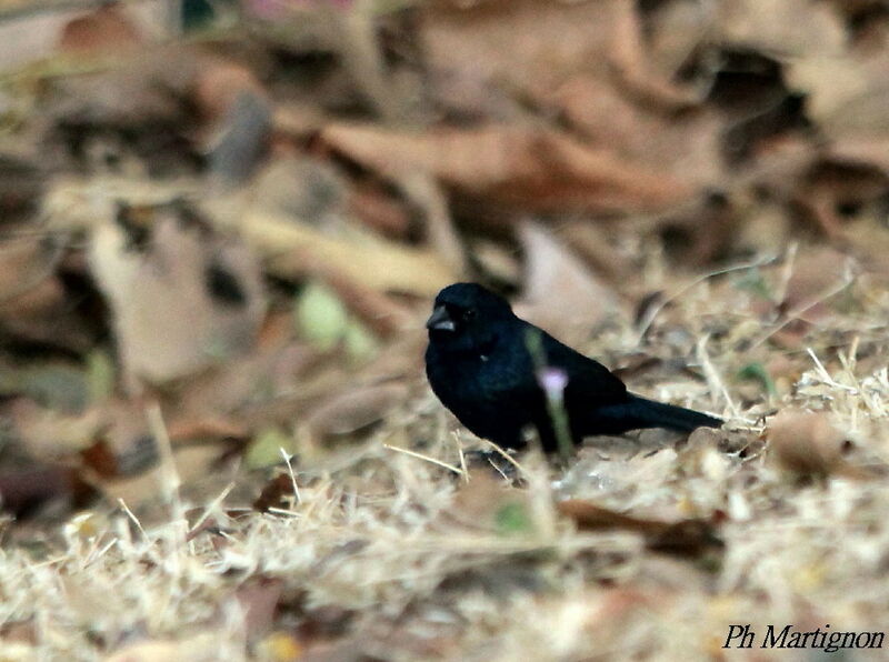 Blue-black Grassquit male, identification