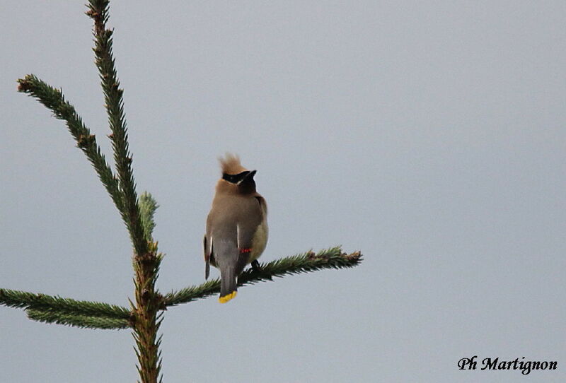 Cedar Waxwing