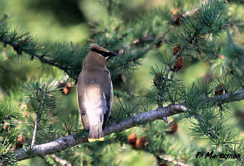 Cedar Waxwing