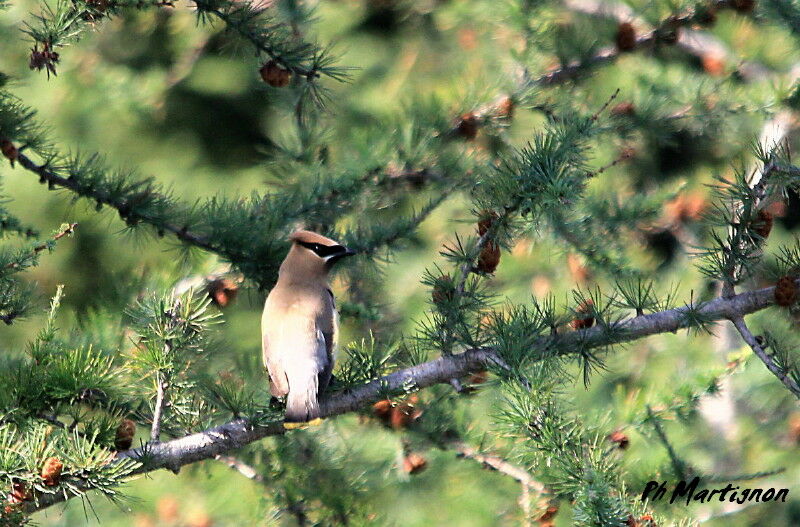 Cedar Waxwing