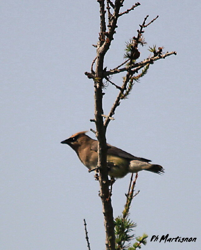 Cedar Waxwing