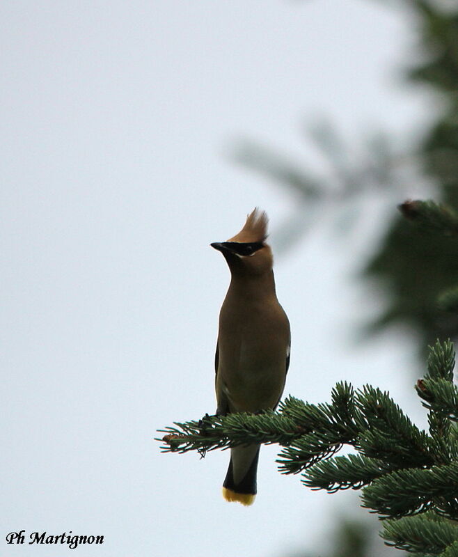 Cedar Waxwing