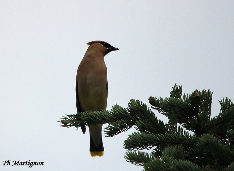 Cedar Waxwing