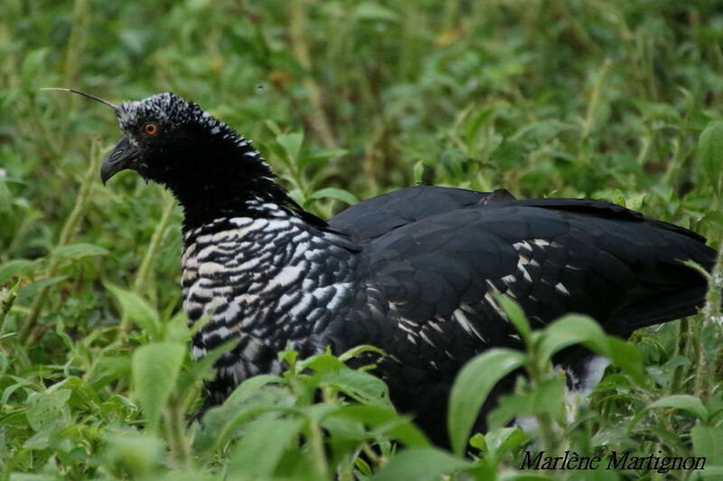 Horned Screamer, identification