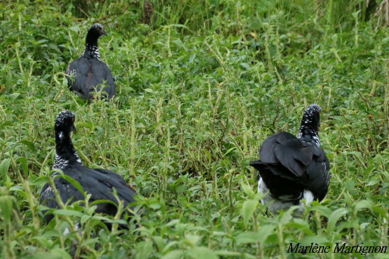 Horned Screamer