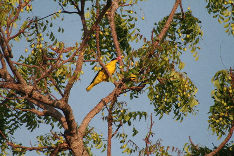 Black-naped Oriole, identification, feeding habits