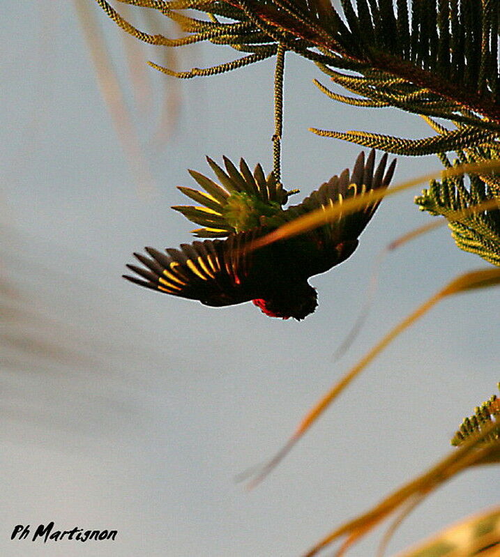 Coconut Lorikeet, Behaviour