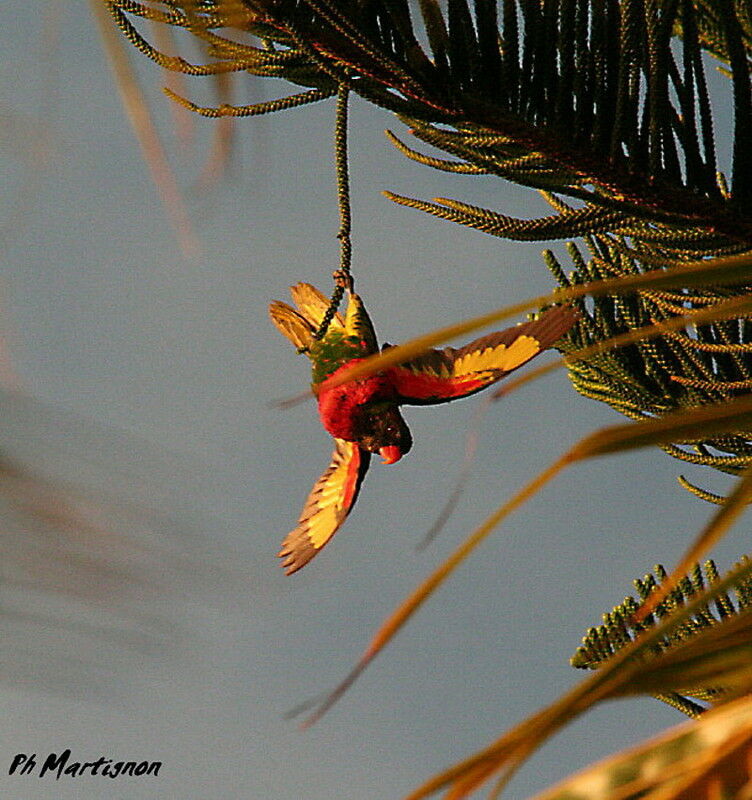 Coconut Lorikeet, Behaviour