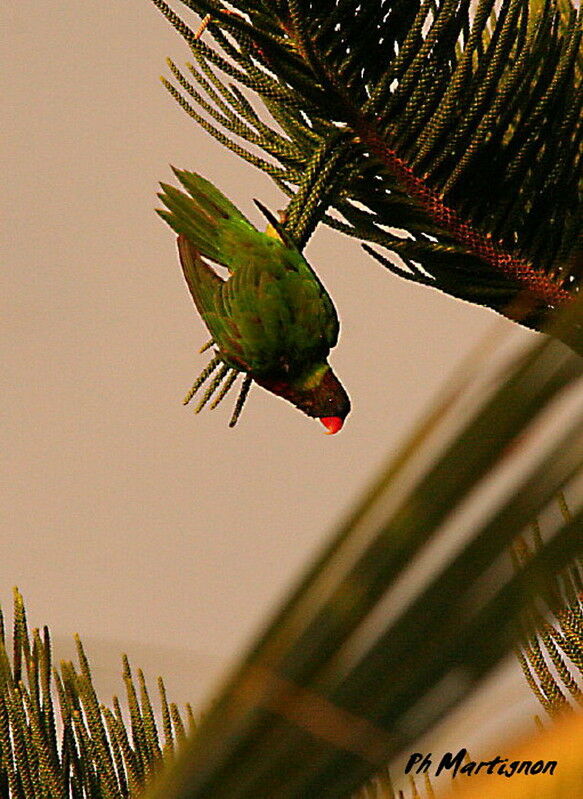 Coconut Lorikeet, Behaviour