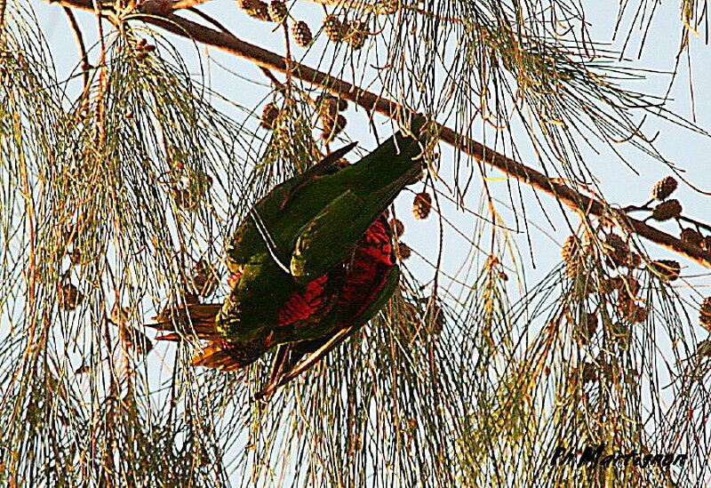 Coconut Lorikeet, Behaviour