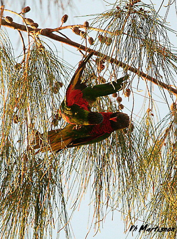 Coconut Lorikeet, Behaviour