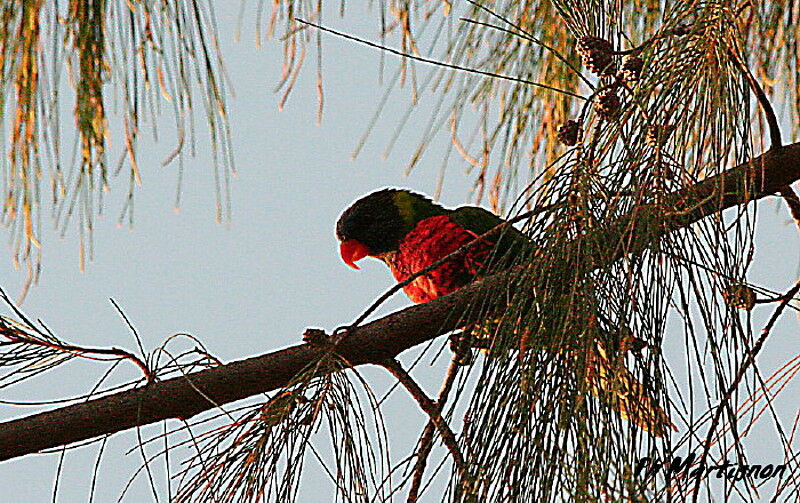 Coconut Lorikeet