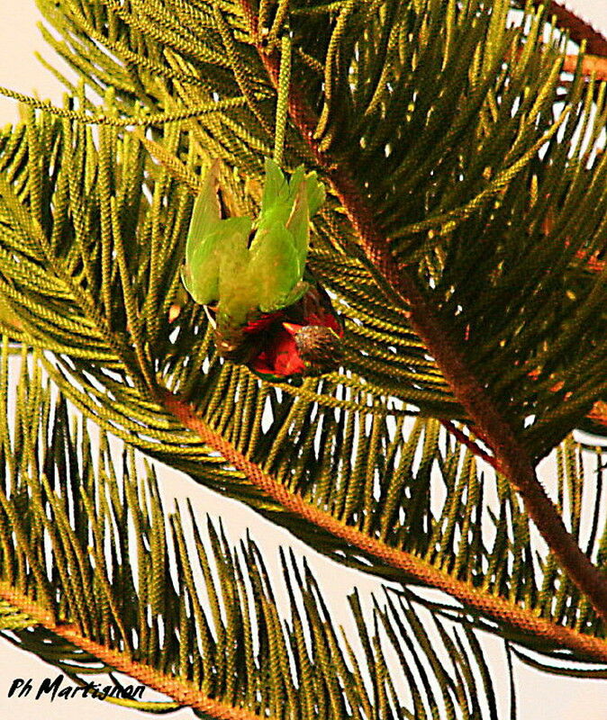 Coconut Lorikeet, Behaviour