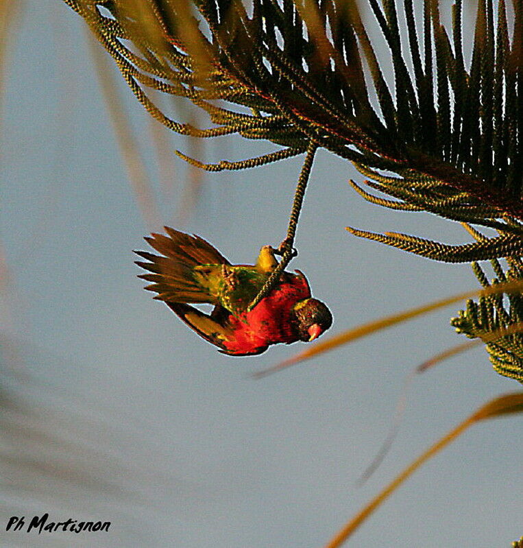 Coconut Lorikeet, Behaviour