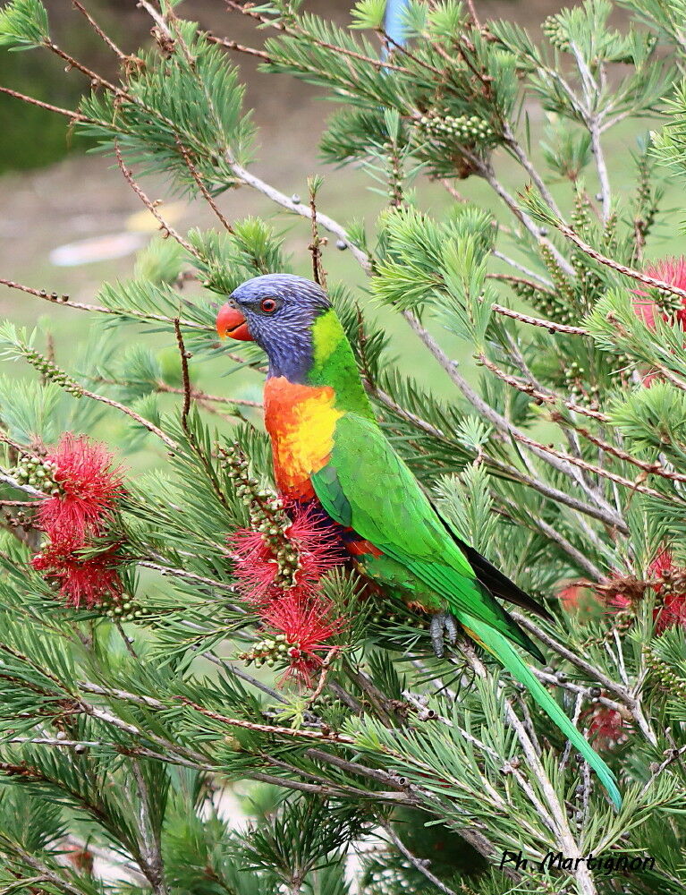 Rainbow Lorikeet - Loriquet arc-en-ciel<br />, identification
