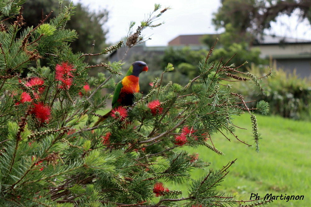 Rainbow Lorikeet - Loriquet arc-en-ciel<br />, identification