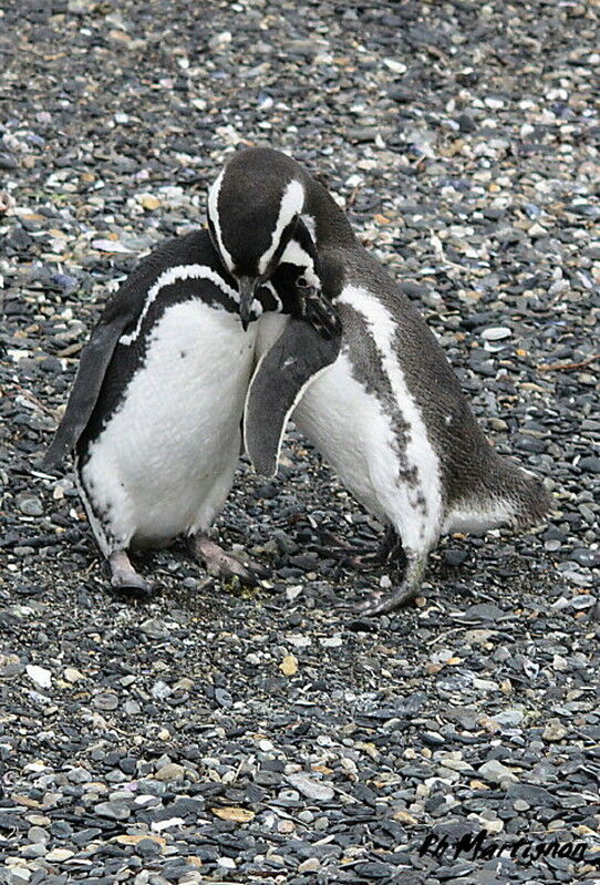 Magellanic Penguin