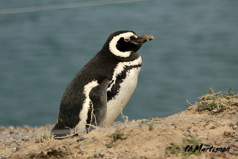 Magellanic Penguin