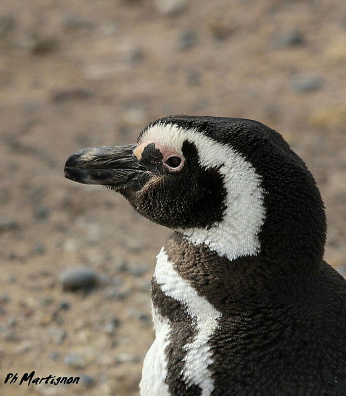 Magellanic Penguin