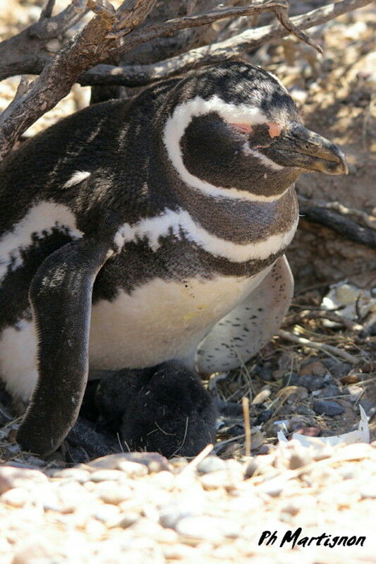 Magellanic Penguin