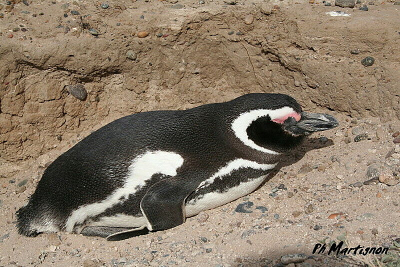 Magellanic Penguin