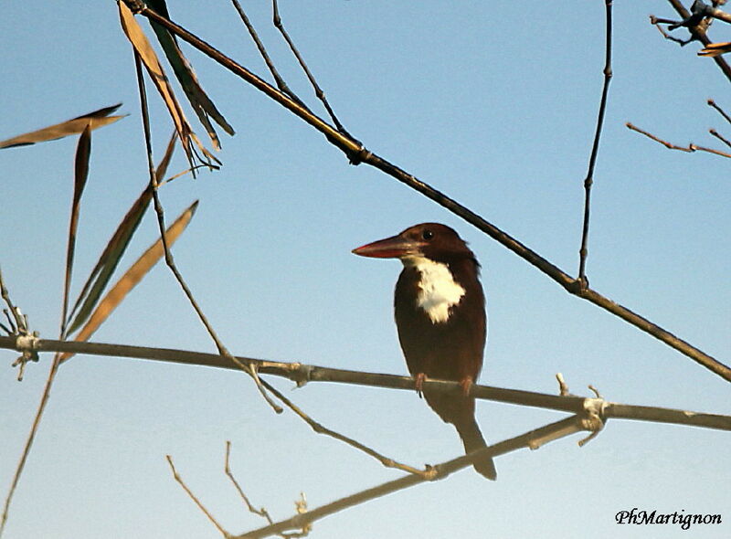 White-throated Kingfisher