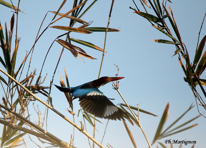 White-throated Kingfisher