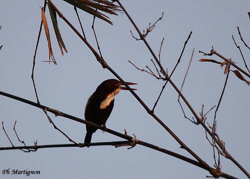 White-throated Kingfisher