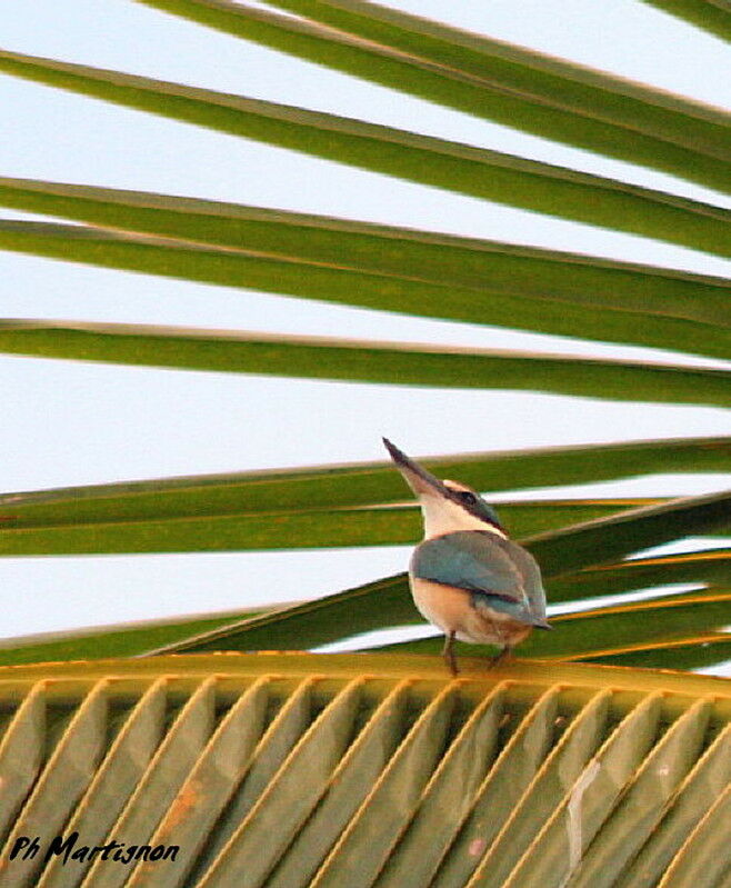 Sacred Kingfisher