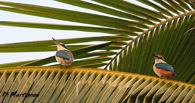 Sacred Kingfisher