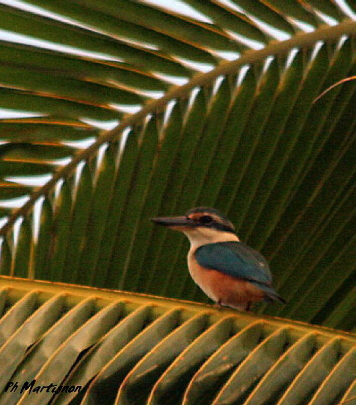 Sacred Kingfisher