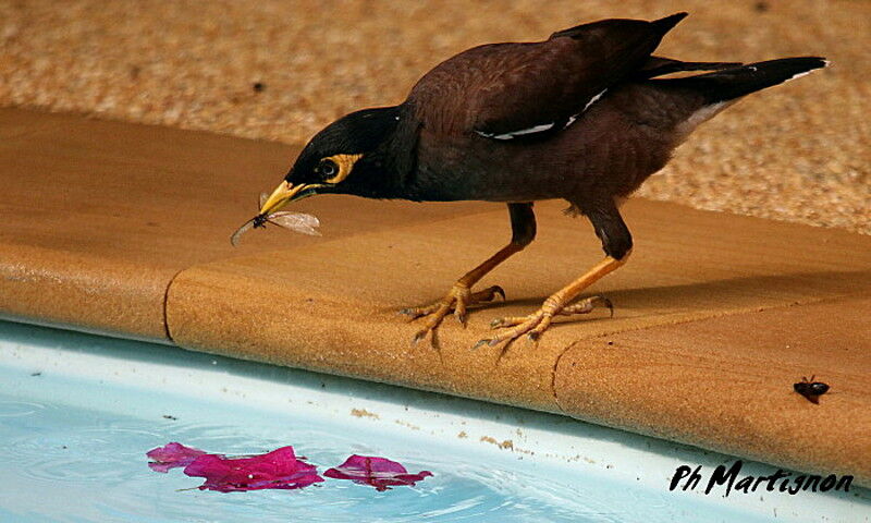 Common Myna