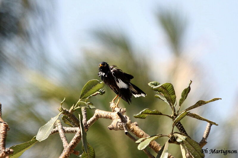 Common Myna