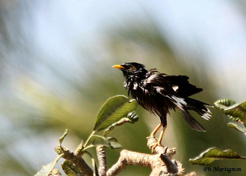 Common Myna