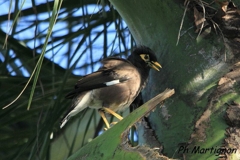 Common Myna, identification