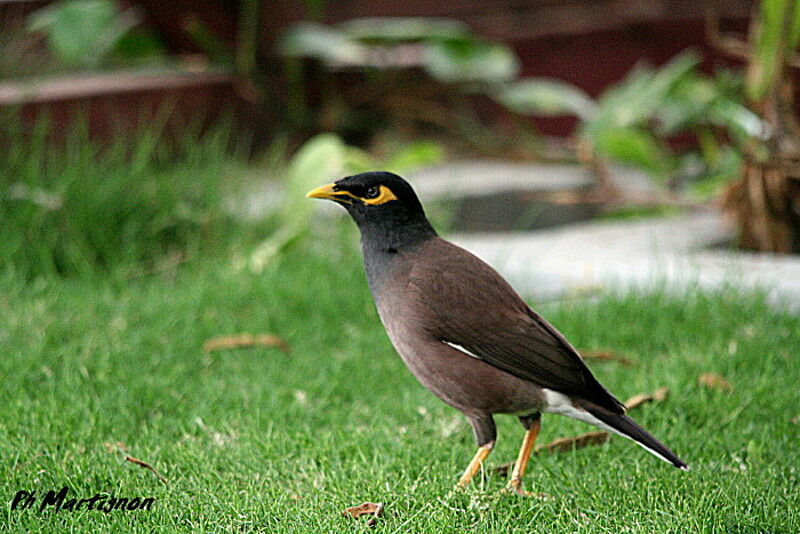 Common Myna, identification