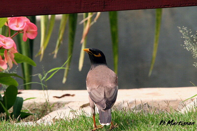 Common Myna, identification