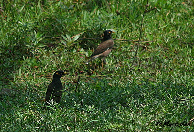 Common Myna, identification