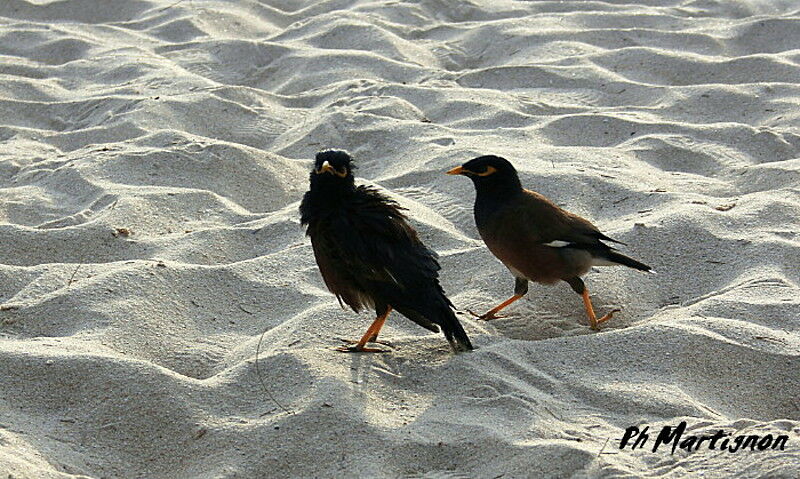 Common Myna